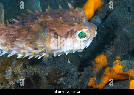 Orbicular Burrfish (Cyclichthys orbicularis) Lembeh Straits North Sulawesi, Indonesia Stock Photo