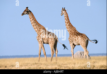 Giraffe (Giraffa camelopardalis) Pair on the Bushveld Plain