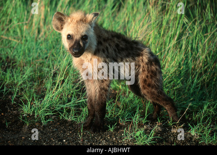 Curios Spotted Hyena (Crocuta crocuta) Pup Standing in the Veld Stock Photo