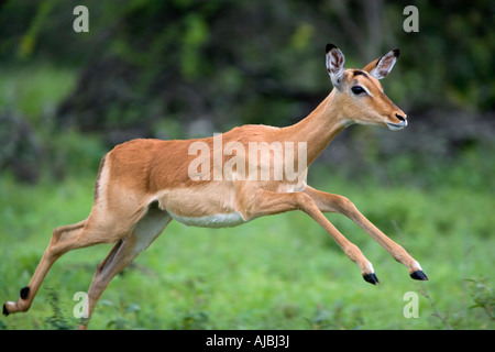 Impala (Aepyceros melampus) Ewe Jumping Stock Photo