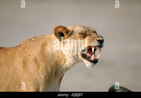 Profile of a Lioness (Panthera leo) Snarling Stock Photo