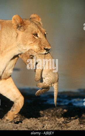 Portrait of a Lioness (Panthera leo) Carrying Cub Stock Photo