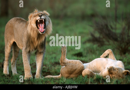 Portrait of Male Lion (Panthera leo) Growling and Female Lion (Panthera leo) Lying on Her Back