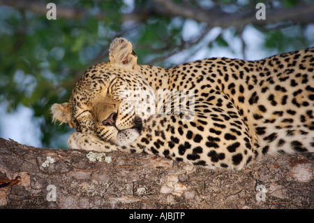 Leopard (Panthera pardus) Sleeping in a Tree - Close Up Stock Photo