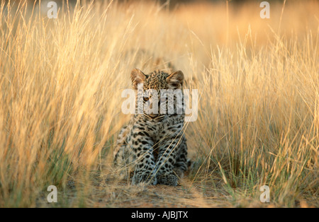 Leopard (Panthera pardus) Cub Sitting in the Long Grass Stock Photo