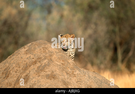 Leopard (Panthera pardus) Cub Hiding Behind Termite Mound Stock Photo