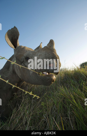 Baby Black Rhino (Diceros bicornis) Chewing on Shrub Stock Photo