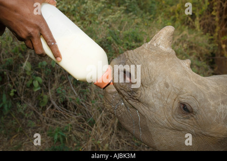 Baby Black (Ceratotherium simum) Rhino Being Fed by Ranger Stock Photo
