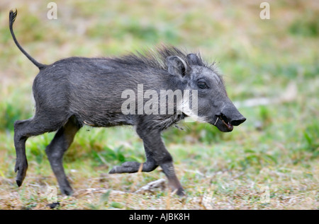 Portrait of Warthog (Phacochoerus africanus) Piglet Running Through the Bush Plains Stock Photo