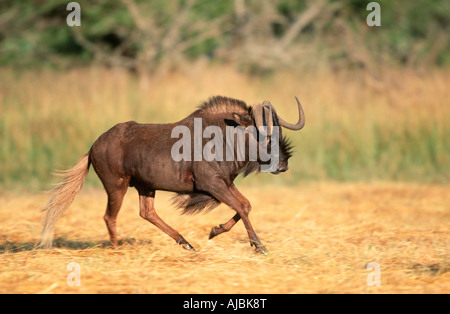 Black Wildebeest (Connochaetes gnou) Across Bushveld Plain Stock Photo