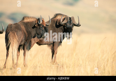 Black Wildebeest (Connochaetes gnou) Pair Standing in the Bushveld Stock Photo