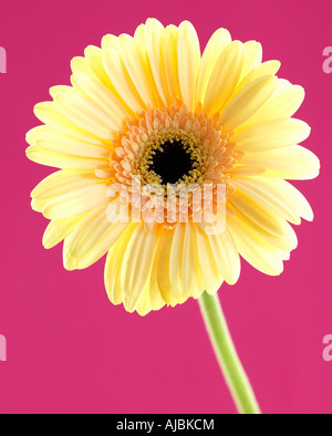 Yellow Barberton Daisy (Gerbera jamesonii) on a Pink Background Stock Photo