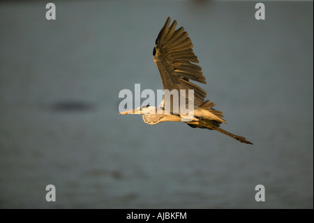 Grey Heron (Ardea cinerea) Flying - Profile Stock Photo