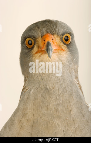 Portrait of a Pale Chanting Goshawk (Melierax canorus) Stock Photo