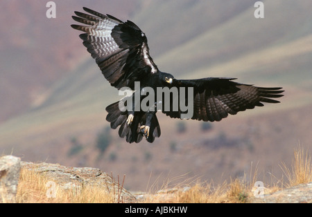 Portrait of a Verreaux's (Black) Eagle (Aquila verreauxii) Landing Stock Photo