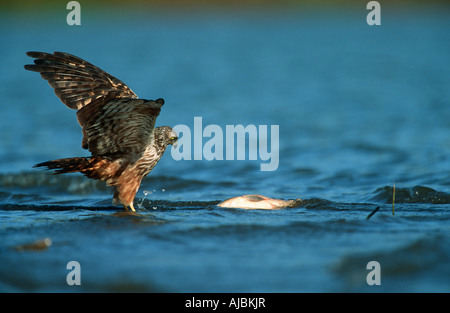 African Marsh-Harrier (Circus ranivorus) Hunting in Water Stock Photo