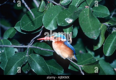 Malachite Kingfisher (Alcedo cristata) Perched on a Branch Stock Photo