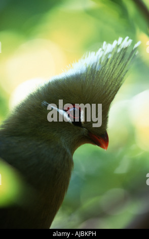 Profile of a Knysna Turaco (Lourie) (Tauraco corythaix) Stock Photo