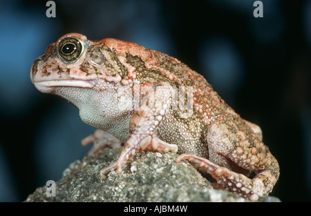 Garden Frog (Rana temporaria) Sitting on a Rock - Profile Stock Photo
