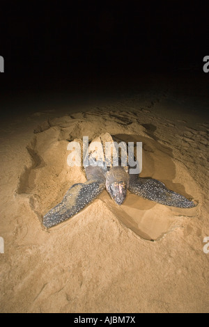 Leatherback Turtle (Dermochelys coriacea) Laying Eggs on Beach Stock ...