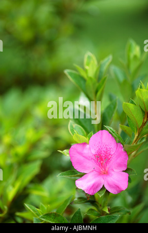 Portrait of the Pink Flower from a Rhododendron Plant (Azalea Hybrid indicum) Stock Photo