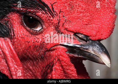 Extreme Close-up of the Head of a Rooster (Gallus gallus domesticus) Stock Photo
