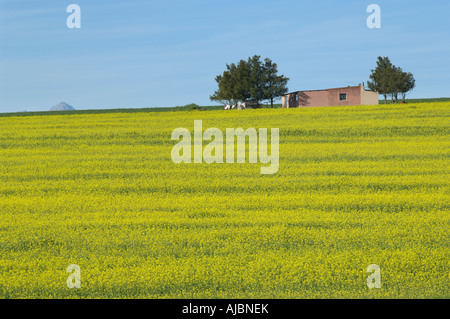 Wokers Cottage on a Hill Covered in Canola Stock Photo