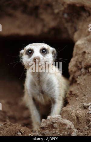Suricate (Meerkat) (Suricata suricatta) Peering Out of It's Den Stock Photo