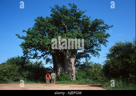 Rear View of a Couple Admiring a Huge Baobab Tree Stock Photo