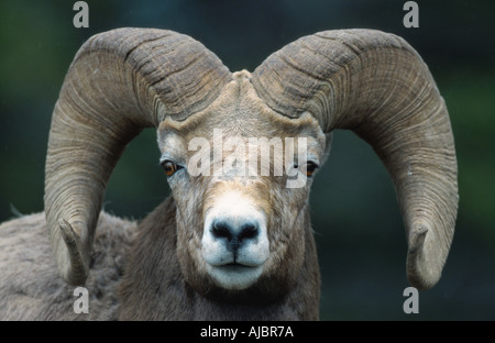 bighorn sheep, American bighorn, mountain sheep (Ovis canadensis), ram. portrait, Canada, Alberta Stock Photo