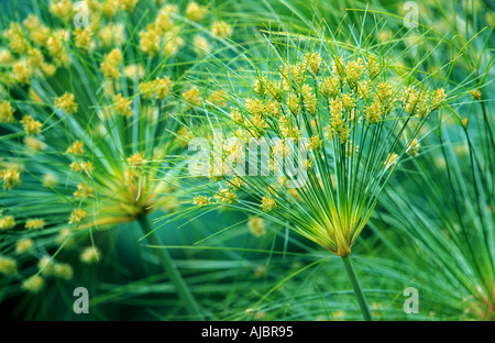 papyrus, paper plant, bulrush (Cyperus papyrus), stand of fruit Stock Photo