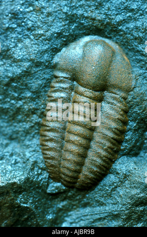 trilobites (Trilobita, Asaphus cornigerus), from Ordovician Stock Photo