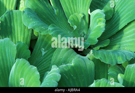 water lettuce, water cabbage, shellflower (Pistia stratiotes), on field Stock Photo