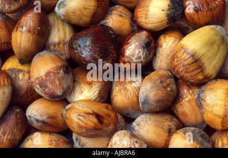 turkish hazel (Corylus colurna), nuts Stock Photo