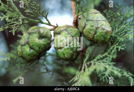 Italian cypress (Cupressus sempervirens), cones Stock Photo