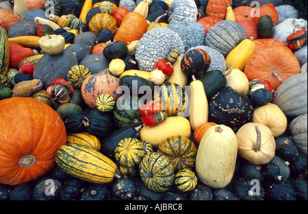 ornamental pumpkin (Cucurbita pepo convar. microcarpina), fruits Stock Photo