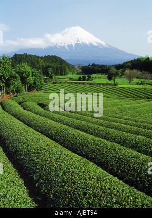 Snow covered Mount Fuji above tea fields on Honshu Island Stock Photo