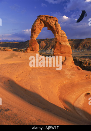 Bald headed eagle flying above Delicate Arch in Arches National Monument Utah Stock Photo