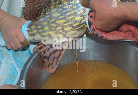 pike, northern pike (Esox lucius), artificial reproduction, stripping off of roe Stock Photo