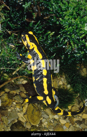 European fire salamander (Salamandra salamandra), striped female dropping off larvae in brook Stock Photo
