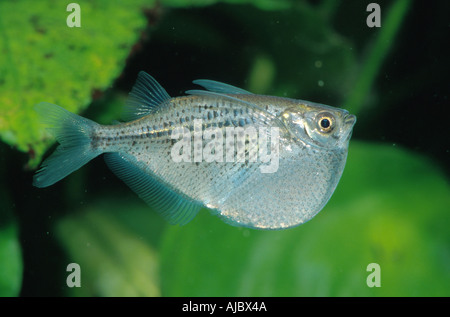 spotted hatchetfish (Gasteropelecus maculatus), side view Stock Photo