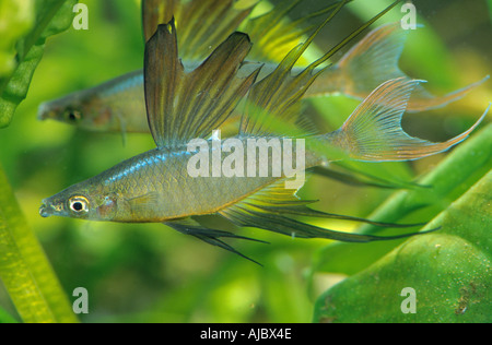 threadfin rainbowfish (Iriatherina werneri), swimming, side view Stock Photo