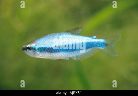 Kerri tetra, blue emperor (Inpaichthys kerri), male Stock Photo
