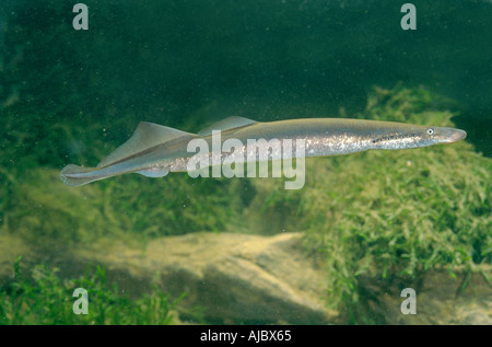 river lamprey, lampern, European river lamprey (Lampetra fluvialis), female, length 30 cm, just before spawning Stock Photo