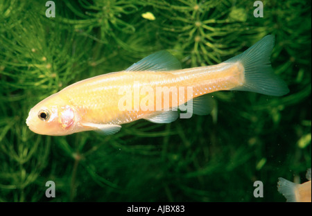 fathead minnow (Pimephales promelas), golden form Stock Photo - Alamy