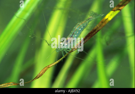 freshwater shrimp (Atyaephyra desmaresti), on leaf of water plant, Croatia Stock Photo