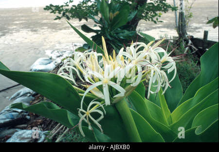 poisonbulb, crinum lily (Crinum asiaticum), blooming, Malaysia, Sarawak