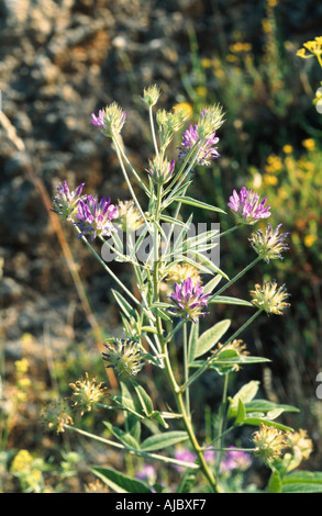 Arabian scurf pea, pitch trefoil, scurfy pea (Bituminaria bituminosa), blooming, Greece, Creta Stock Photo