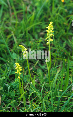 musk orchid (Herminium monorchis), blooming, Germany Stock Photo