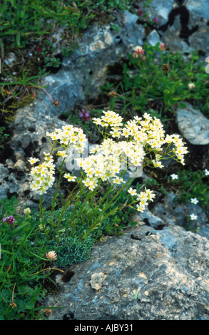 white mountain-saxifrage (Saxifraga paniculata), on rock, blooming, Switzerland Stock Photo